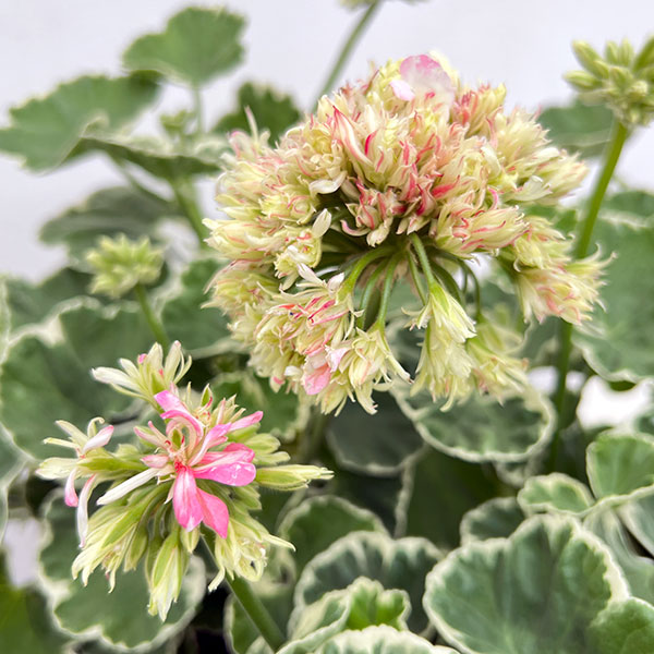 園芸ネット本店｜ゼラニウム：星咲きホワイトリング4号鉢植え の通販