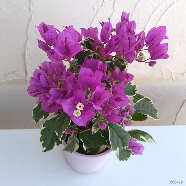 園芸ネット本店｜ブーゲンビレア：サンデリアーナパープル4号鉢植え の