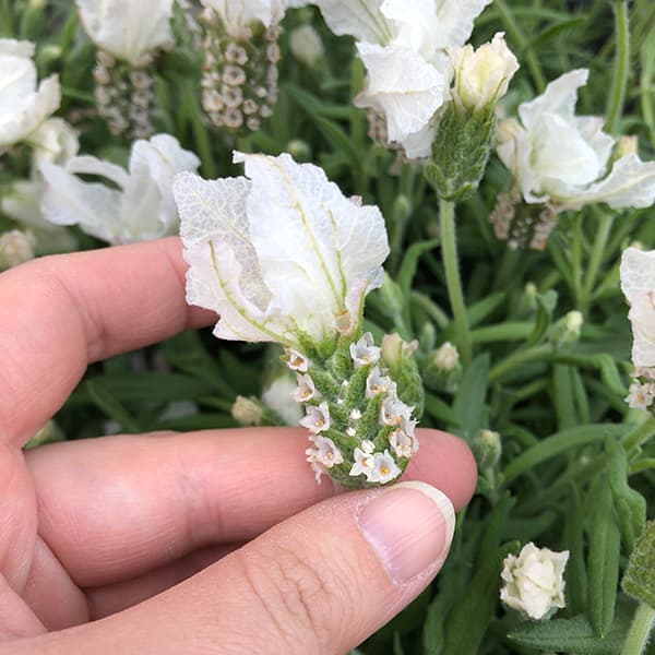 園芸ネット本店｜フレンチラベンダー(ストエカス系)：ラベラ ピュア