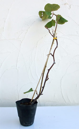 園芸ネット本店｜キウイ雌雄2種受粉樹セット：ゴールデンキングと