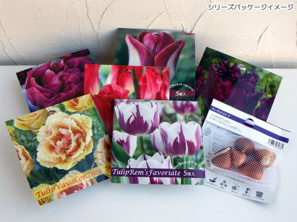 園芸ネット本店｜チューリップ（八重咲き）：ピンクマジック5球入り