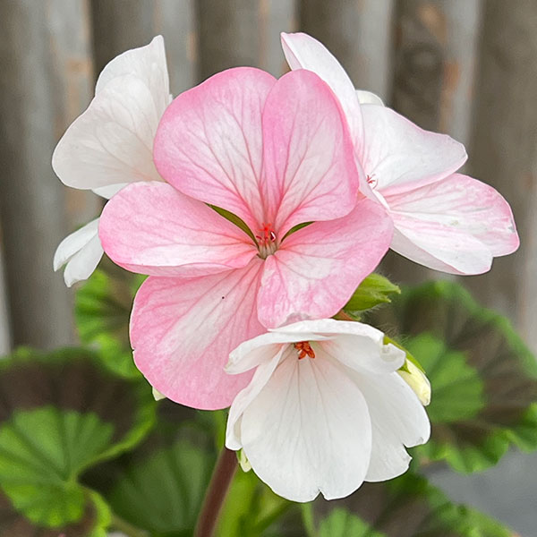 園芸ネット本店｜ゼラニウム：ホワイトトゥローズ5号鉢植え の通販【公式】