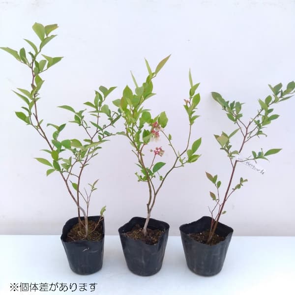 園芸ネット本店｜ブルーベリー（ハイブッシュ系）：ノースランド3.5号
