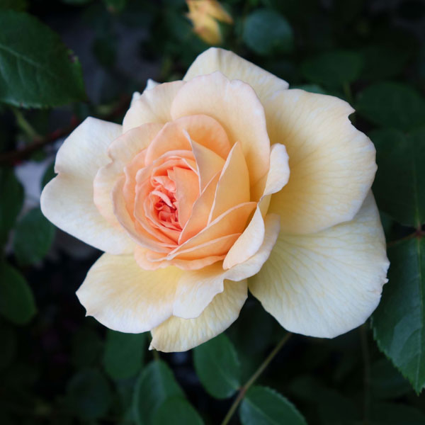 園芸ネット本店｜イングリッシュローズ デビッド・オースチン