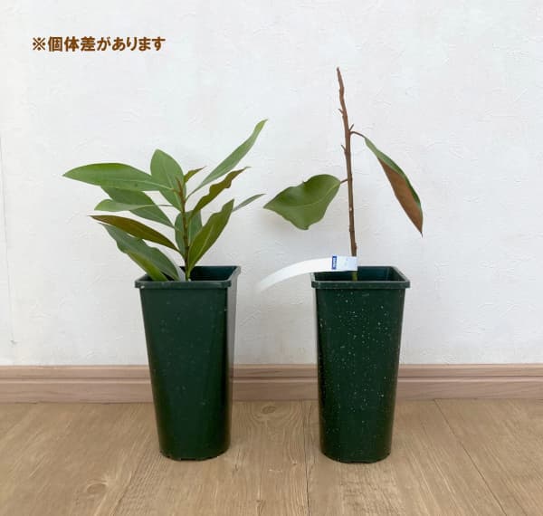 園芸ネット本店｜タイサンボク：リトルジェム 3.5号ポット の通販【公式】