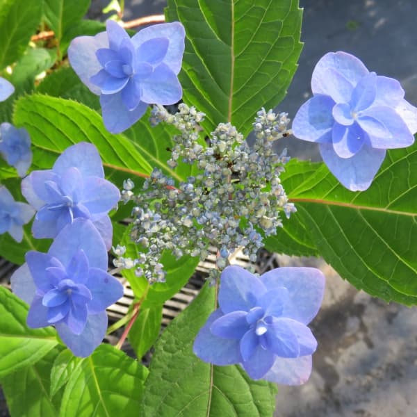 園芸ネット本店｜ヤマアジサイ：ミヤマヤエムラサキ（深山八重紫） 4号