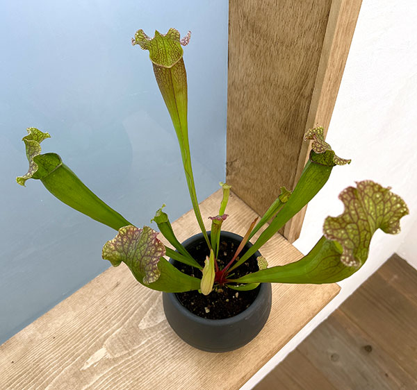 園芸ネット本店｜サラセニア：レイコフィラグリーン4.5号底面給水