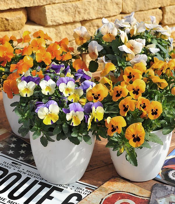 園芸ネット本店｜ビオラ：カリフォルニア アイボリーオレンジ3.5号