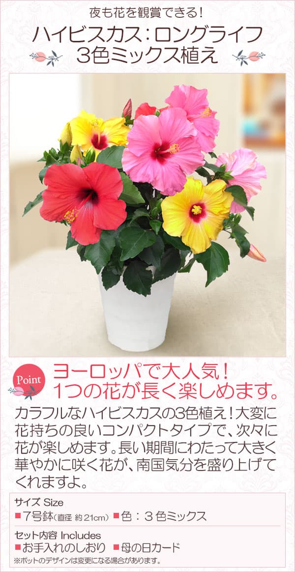 園芸ネット本店｜[送料無料][2024年 母の日ギフト][予約]ハイビスカス