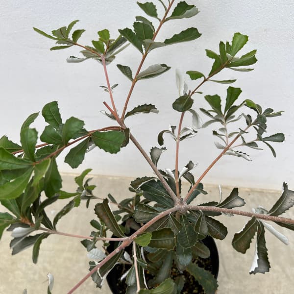 園芸ネット本店｜バンクシア：コーストバンクシア6号鉢植え の通販【公式】