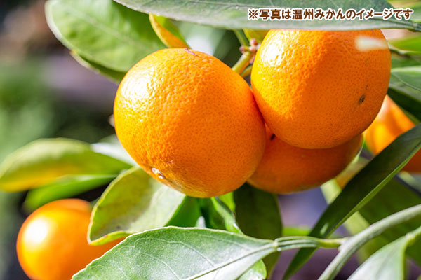 園芸ネット本店｜ミカン：温州みかん おきつわせ（興津早生）4.5号