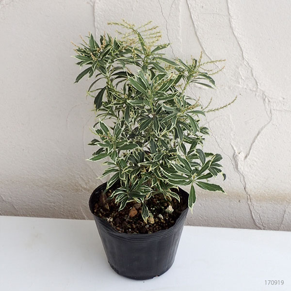 園芸ネット本店｜アセビ（馬酔木・アシビ）：斑入り白花（ホワイトリム