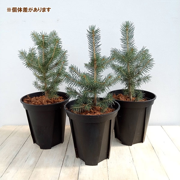 園芸ネット本店｜ピセア プンゲンス（プンゲンストウヒ）スーパー