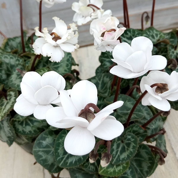 園芸ネット本店｜シクラメン：フェアリーピコ・ホワイト3号ポット 3株