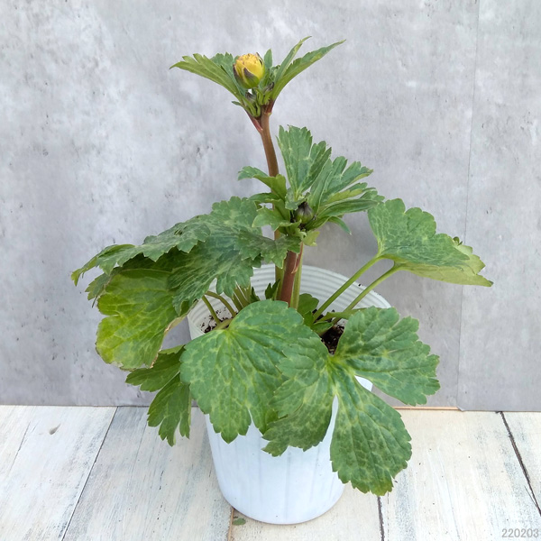 園芸ネット本店｜ラナンキュラス：ラックス ヘスティア3.5-4号ポット