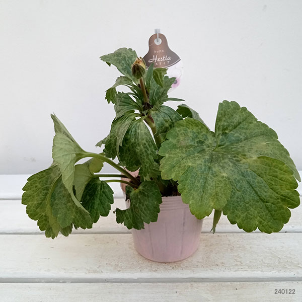 園芸ネット本店｜ラナンキュラス：ラックス ヘスティア3.5-4号ポット