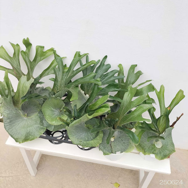 園芸ネット本店｜[26年3月中下旬予約]ビカクシダ（コウモリラン