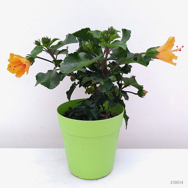 園芸ネット本店｜ハイビスカス・ニューロングライフ プチオレンジ5号