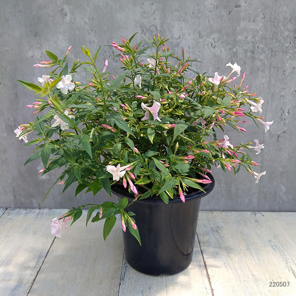 園芸ネット本店｜ジャスミン：ステファネンセ4号ポット の通販【公式】