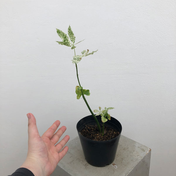 園芸ネット本店｜パキラ：ミルキーウェイ（実生株） 5号24-04 の通販