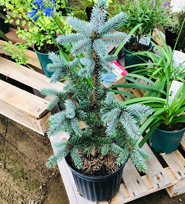 園芸ネット本店｜ピセアプンゲンス（プンゲンストウヒ）：ホプシー8号