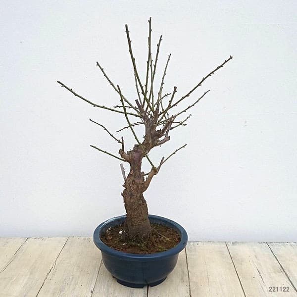 園芸ネット本店｜ハナウメ（花梅）：思いのままの盆栽仕立て6号鉢植え