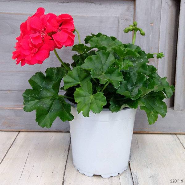 園芸ネット本店｜アイビーゼラニウム：シビルポリー4号ポット の通販