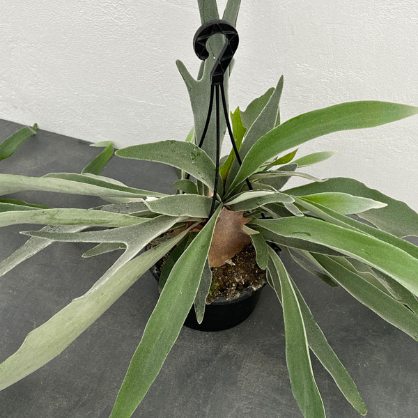 園芸ネット本店｜[ザ・ファームセレクト]ビカクシダ（コウモリラン