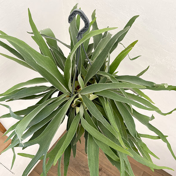 園芸ネット本店｜[ザ・ファームセレクト]ビカクシダ（コウモリラン