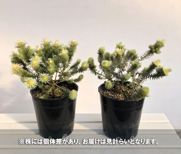 園芸ネット本店｜フィリカ プベッセンス：ワフトフェザー7号鉢植え の