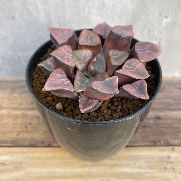 園芸ネット本店｜ハオルチア：特網模様コレクタ 3号 の通販【公式】