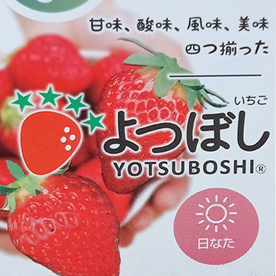 園芸ネット本店｜めちゃラク！(R)いちご栽培セット の通販【公式】