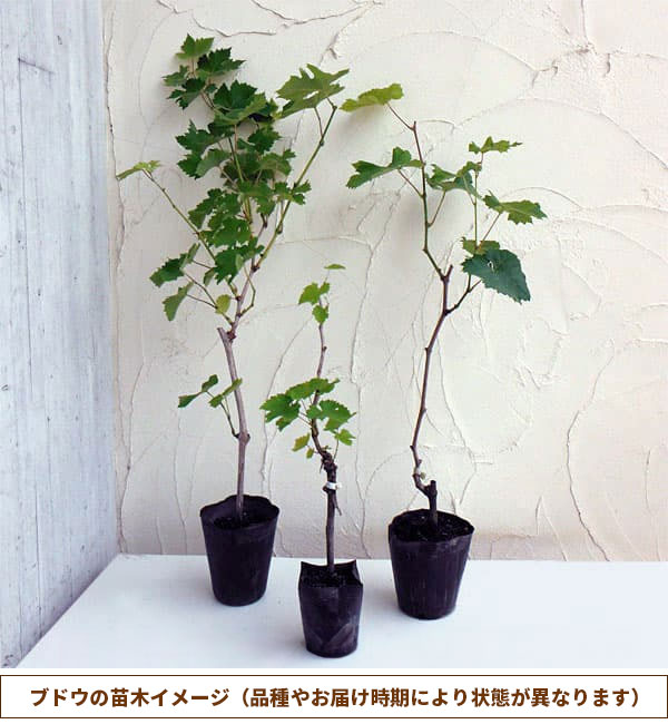 園芸ネット本店｜ブドウ：セトジャイアンツ（瀬戸ジャイアンツ）挿木苗