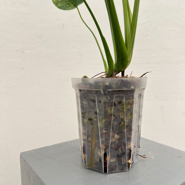 園芸ネット本店｜[ザ・ファームセレクト]モンステラ：デリシオーサ