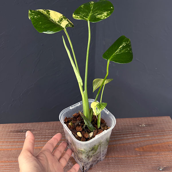 園芸ネット本店｜[ザ・ファームセレクト]モンステラ：デリシオーサ