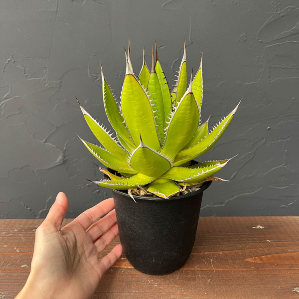 現物出品】2121 【鉢のまま発送】 アガベ ホリダ 現物出品】2121 【鉢