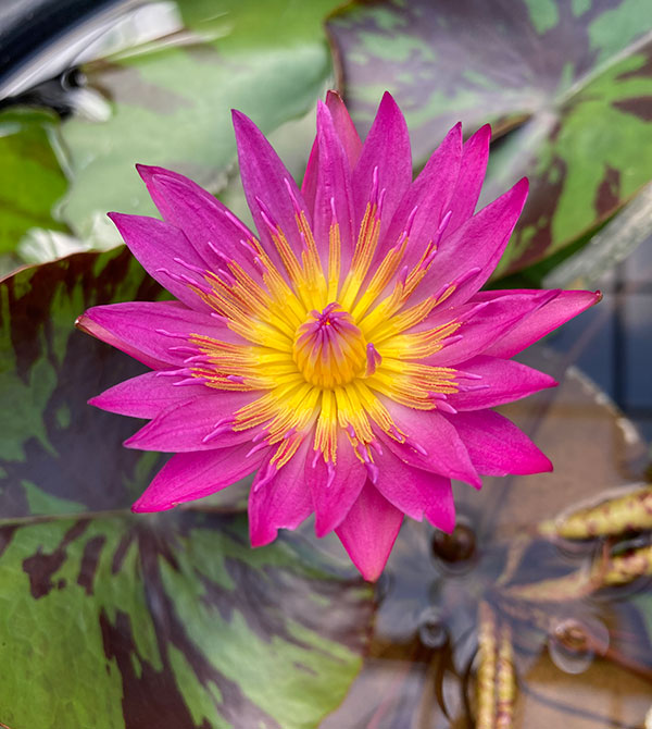 園芸ネット本店｜熱帯スイレン：ドリスホルト7号ポット の通販【公式】