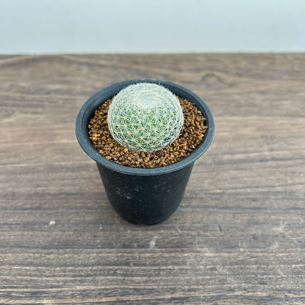 園芸ネット本店｜サボテン：マミラリア 白絹丸 2.5号鉢植え の通販【公式】