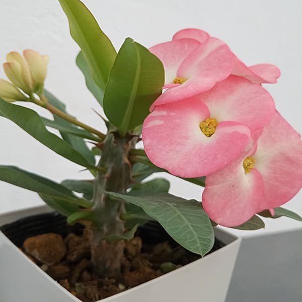 園芸ネット本店｜ハナキリン：八福神 薄ピンク系 4号ポット の通販【公式】