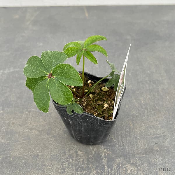 園芸ネット本店｜【お1人様1ポット】大和園さんのクリスマスローズ：24