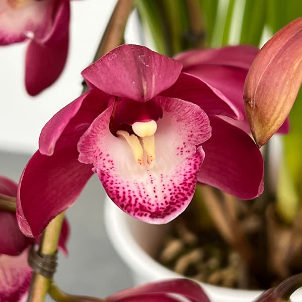 園芸ネット本店｜シンビジウム：ワインシャワー3本立アーチ仕立て4号