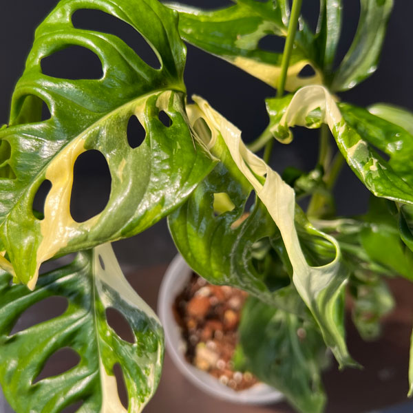 園芸ネット本店｜[ザ・ファームセレクト]マドカズラ：斑入り 4号25-04