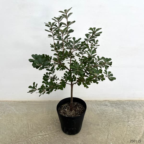 園芸ネット本店｜バンクシア：セイラ8号鉢植え の通販【公式】