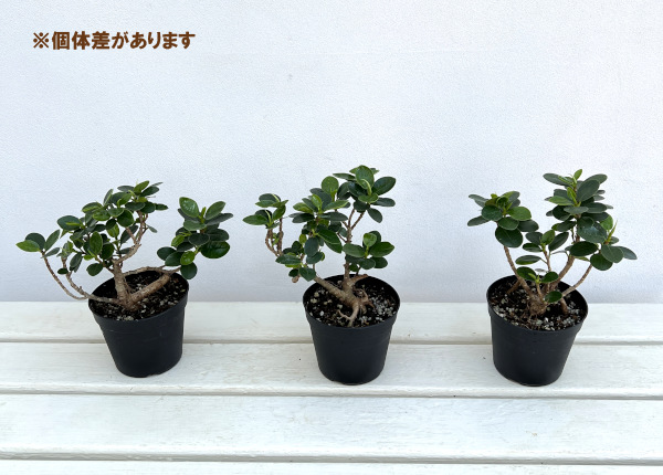 園芸ネット本店｜ガジュマル：パンダガジュマル 3.5号鉢植え（盆栽風