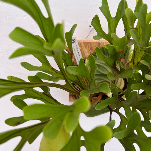 園芸ネット本店｜ビカクシダ（コウモリラン）：リドレイセンター