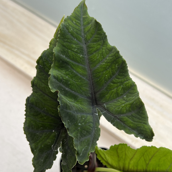 園芸ネット本店｜アロカシア：オラニ 3.5号ポット の通販【公式】