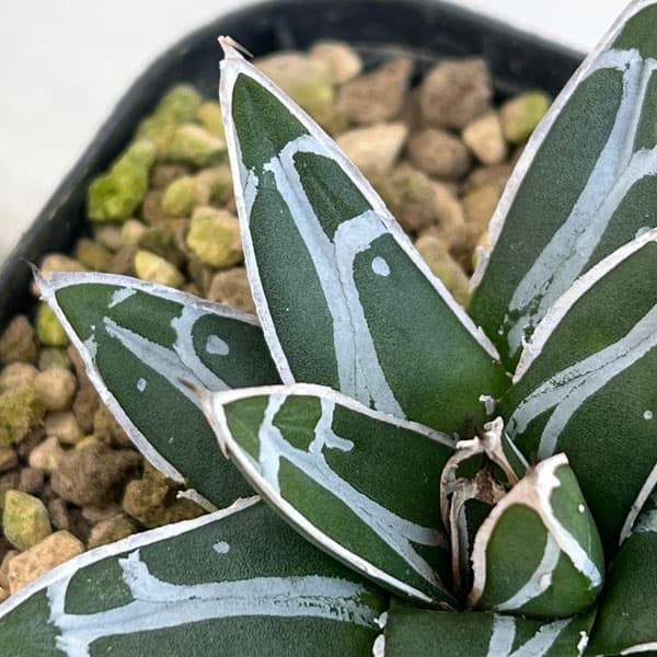 園芸ネット本店｜アガベ：ダルマ笹の雪 3号ポット の通販【公式】