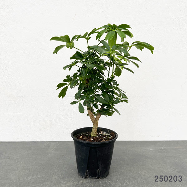 園芸ネット本店｜シェフレラ：レナータ 3.5号鉢植え の通販【公式】