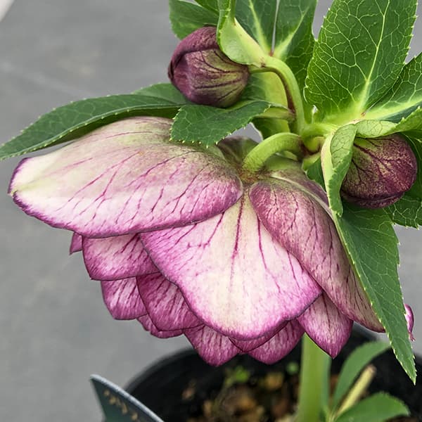 園芸ネット本店｜曽田園芸さんのクリスマスローズ：25-29大輪系ダブル