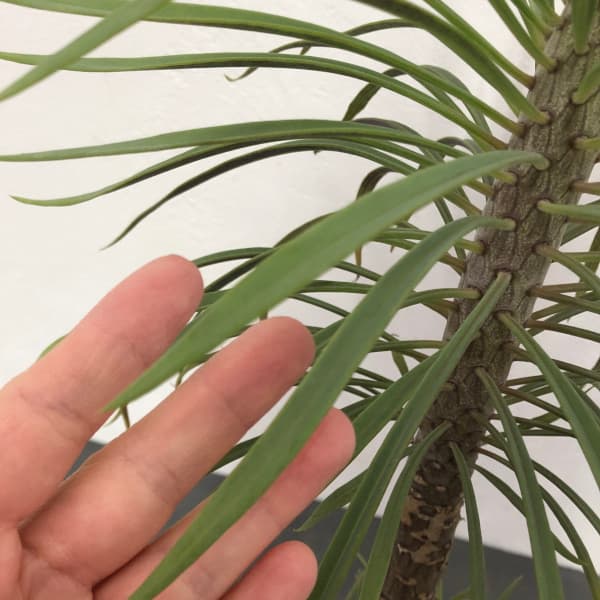 園芸ネット本店｜セネシオ：クレイニア（モンキーツリー）ブラン